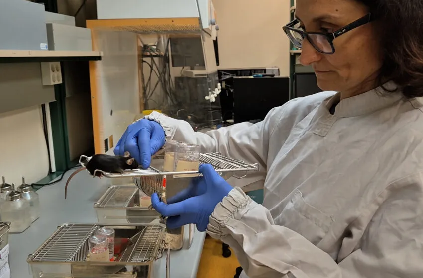 Noticias de Cantabria | El Cántabro | “La experimentación con animales está muy regulada y es imprescindible para avanzar en biomedicina”: Miguel García, director técnico del SEEA