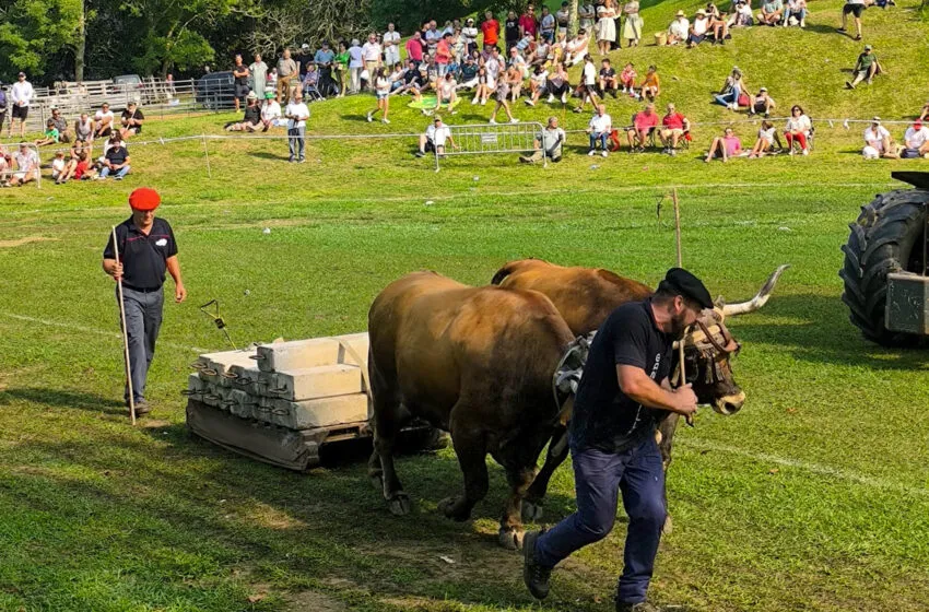 El Campeonato Regional de Arrastre vuelve a llenar la campa del Palacio de Sobrellano