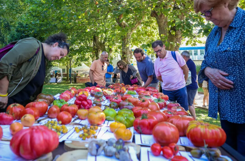  Una variedad aragonesa que estuvo a punto de extinguirse arrasa en la VII Feria Nacional del Tomate Antiguo en Polanco