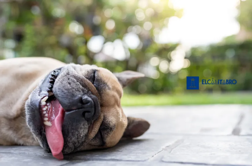 Noticias de Cantabria | El Cántabro | ¡El calor vuelve con fuerza! Cantabria superará los 34 grados este miércoles en algunas zonas del sur