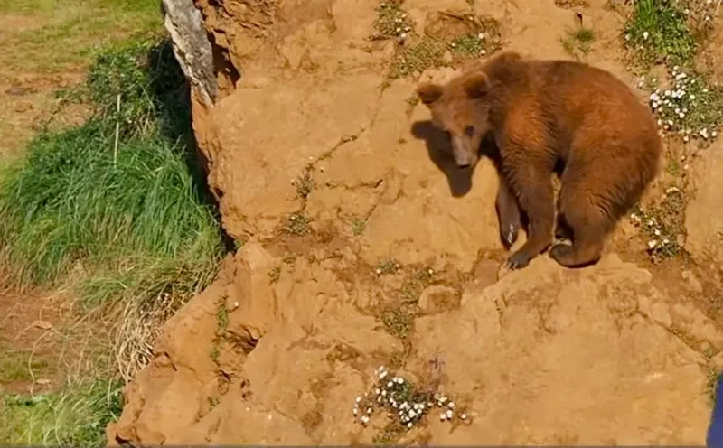 El Gobierno de Cantabria somete a consulta pública el trámite del Plan de Recuperación del Oso Pardo