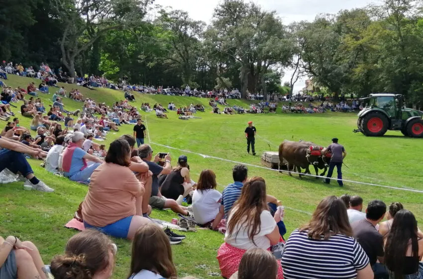  Comillas celebrará el 23 y 24 de agosto la tradicional Feria de Ganado y el Campeonato Regional de Arrastre
