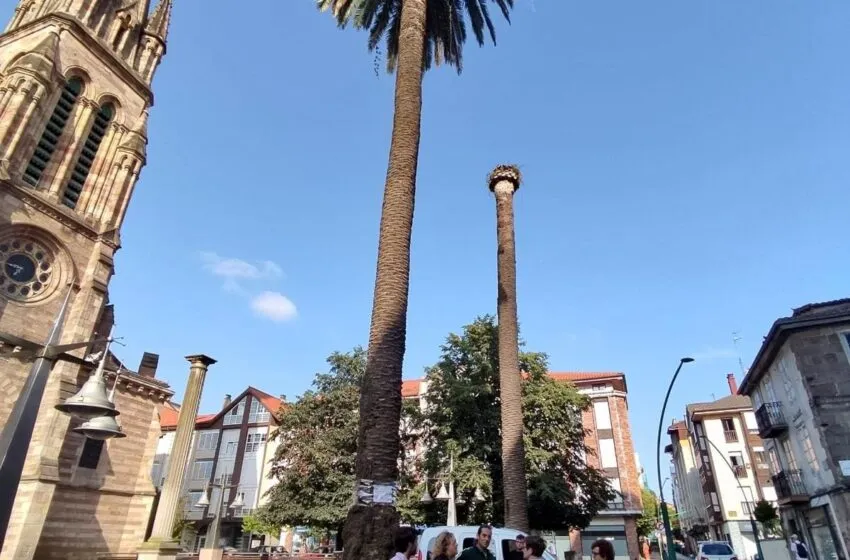 Noticias de Cantabria | El Cántabro | Torrelavega intensifica los tratamientos contra el Picudo Rojo en 47 palmeras del municipio