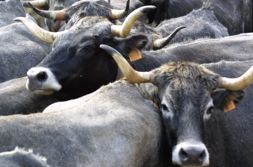 Noticias de Cantabria | El Cántabro | El Gobierno subastará 42 reses tudancas y 9 monchinas el próximo 18 de septiembre en la finca ‘Aranda’ de Cóbreces