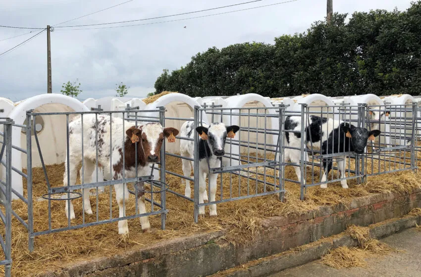 Noticias de Cantabria | El Cántabro | El Gobierno recomienda extremar la prevención ante la dermatosis nodular contagiosa: su detección implica el sacrificio de los animales y el vacío sanitario