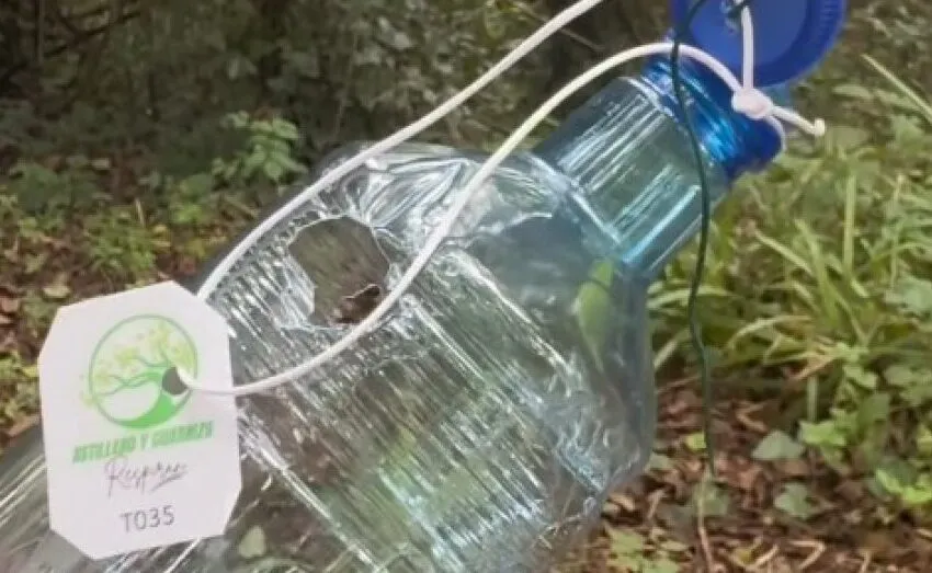  EL AYUNTAMIENTO DE ASTILLERO INTENSIFICA SU LUCHA CONTRA LA AVISPA ASIÁTICA