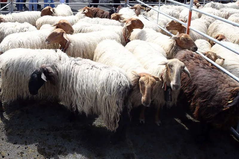 Noticias de Cantabria | El Cántabro | Desarrollo Rural destaca la "diligencia y eficacia" en la actuación frente al serotipo 3 de la lengua azul con la vacunación de 5.000 animales