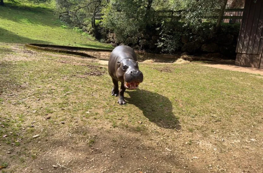Noticias de Cantabria | El Cántabro | El Parque de la Naturaleza de Cabárceno y el Zoo de Basilea intercambian sus ejemplares macho de hipopótamo pigmeo