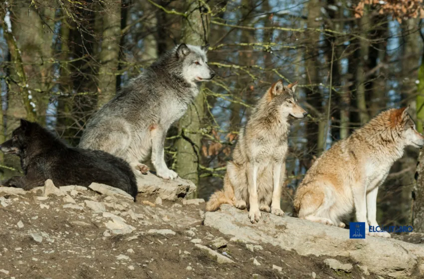 Noticias de Cantabria | El Cántabro | Cantabria ha extraído 25 lobos de los 41 permitidos por el Plan de Gestión desde su salida del LESPRE