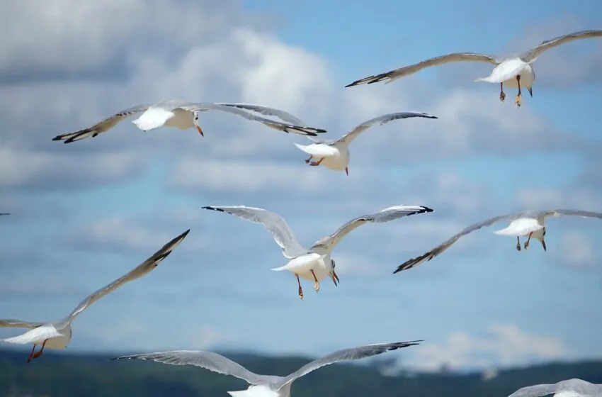 Desarrollo Rural confirma el primer caso de gripe aviar en Cantabria en una gaviota recogida en Castro Urdiales