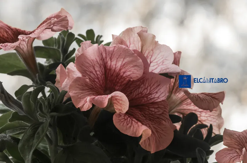 Noticias de Cantabria | El Cántabro | El jueves llegará con lluvias generalizadas en Cantabria y temperaturas estables