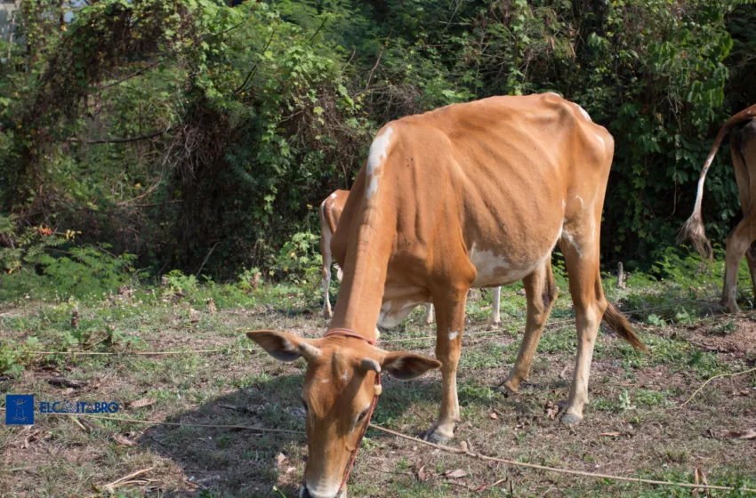 Tres hombres a juicio por la asfixia de 25 vacas en una cabaña de San Roque de Riomiera