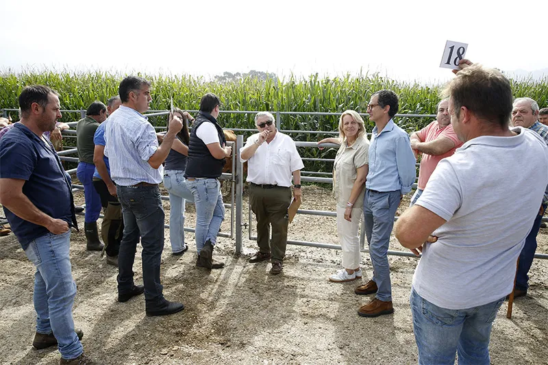 Noticias de Cantabria | El Cántabro | La tudanca Airosa, con 2.000 euros, marca el techo de la subasta de lote tudanco y monchino en la Finca Aranda