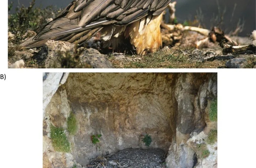  El legado de la España medieval oculto en nidos de quebrantahuesos