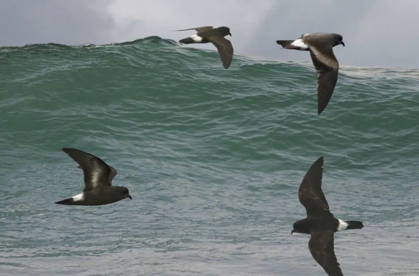 Noticias de Cantabria | El Cántabro | El Gobierno de Cantabria retoma el procedimiento para aprobar el Plan de Recuperación del paíño europeo, de la perdiz pardilla y del cormorán moñudo
