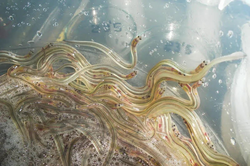 Noticias de Cantabria | El Cántabro | El Gobierno de Cantabria convoca la campaña de pesca de la angula 2025-2026