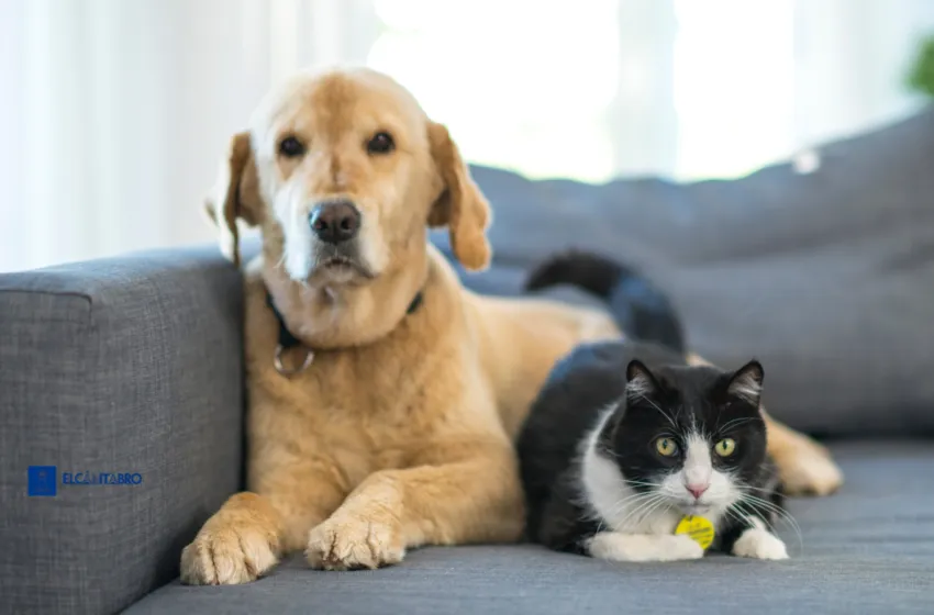 Noticias de Cantabria | El Cántabro | El Día Mundial de los Animales celebra la unión entre todas las criaturas y recuerda nuestra responsabilidad hacia ellas