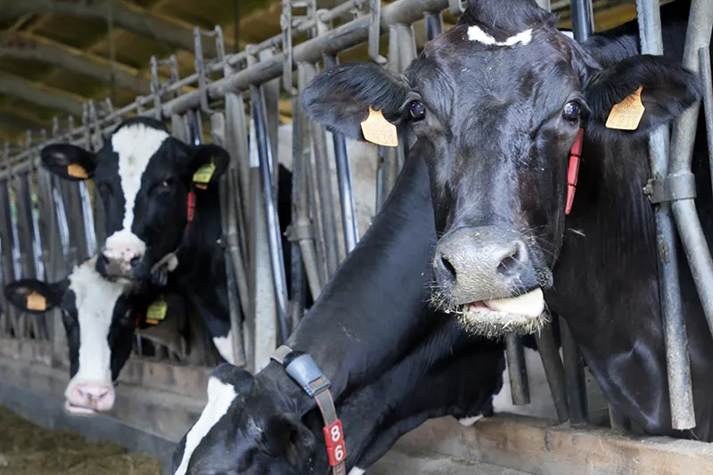 Noticias de Cantabria | El Cántabro | Desarrollo Rural informa de la prohibición de la vacunación no autorizada ante la Dermatosis Nodular