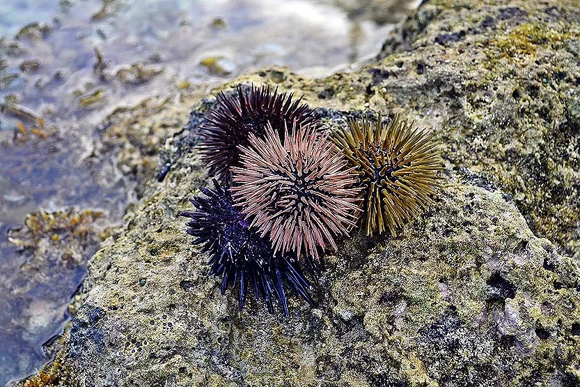 Liñera, Comillas, La Maruca y La Arnía, zonas reguladas para la extracción del erizo de mar en Cantabria