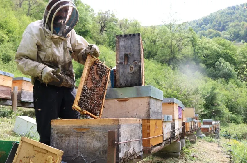 Noticias de Cantabria | El Cántabro | Cultura a través de la Fundación Camino Lebaniego convoca ayudas para productores de miel y arándanos destinadas a la prevención de daños por oso pardo y la lucha contra la Vespa velutina