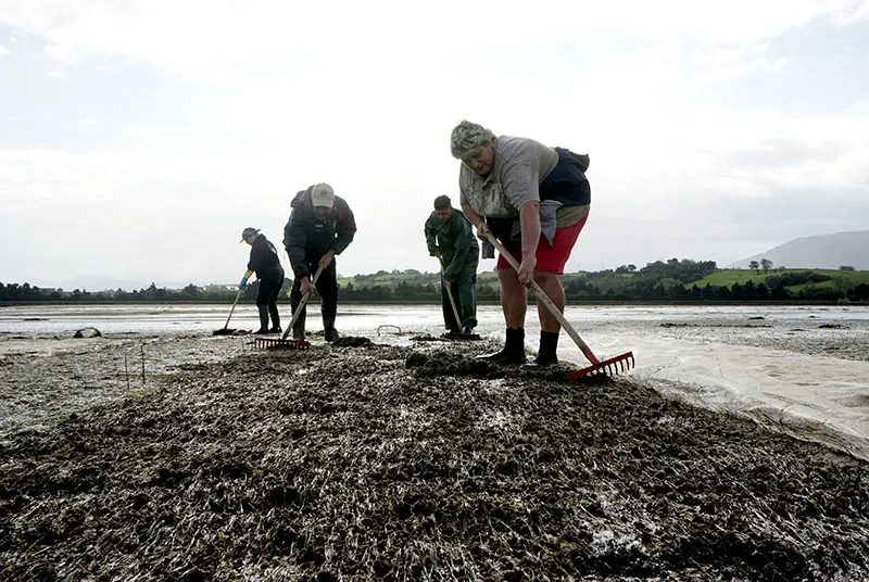  El Gobierno somete a información pública y trámite de audiencia el proyecto de Orden que regula las vedas, tallas mínimas y la recogida de marisco para la temporada 2026-2027