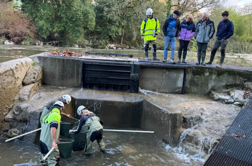 El Gobierno de Cantabria inicia la campaña anual de control de la reproducción de salmones y truchas en las cuencas fluviales de la región