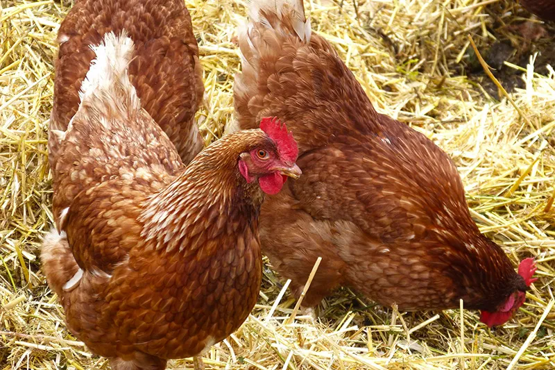  Susinos destaca «la anticipación» de Cantabria ante el incremento de casos de gripe aviar en España