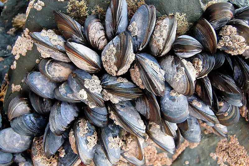 Noticias de Cantabria | El Cántabro | El Gobierno reabre la zona de producción de moluscos bivalvos en la Ría de Boo