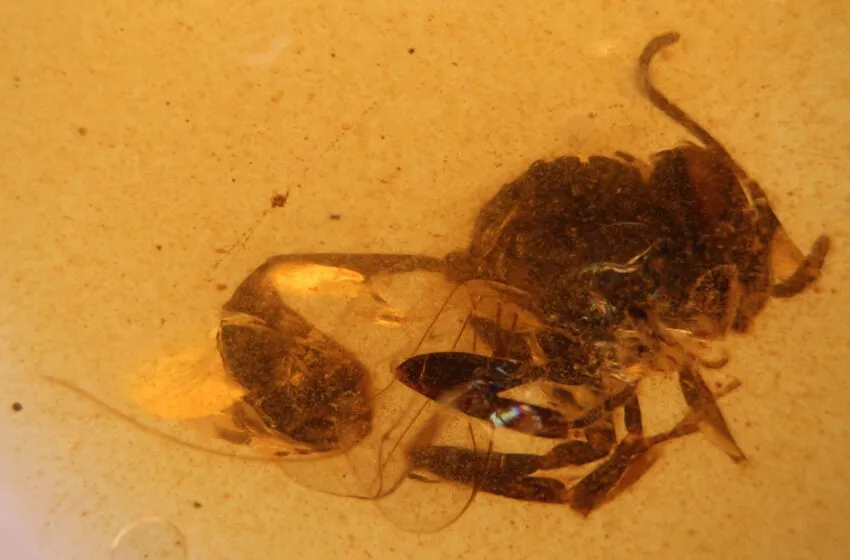  Descubren una nueva especie de avispa fósil en el ámbar de El Soplao de hace 105 millones de años