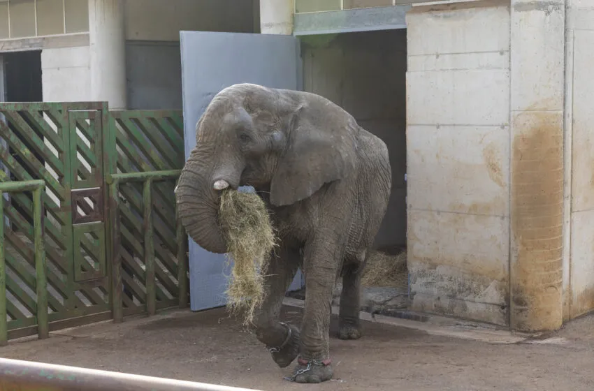 Noticias de Cantabria | El Cántabro | Cabárceno despide a Jums, el macho dominante de la manada de elefantes africanos del parque
