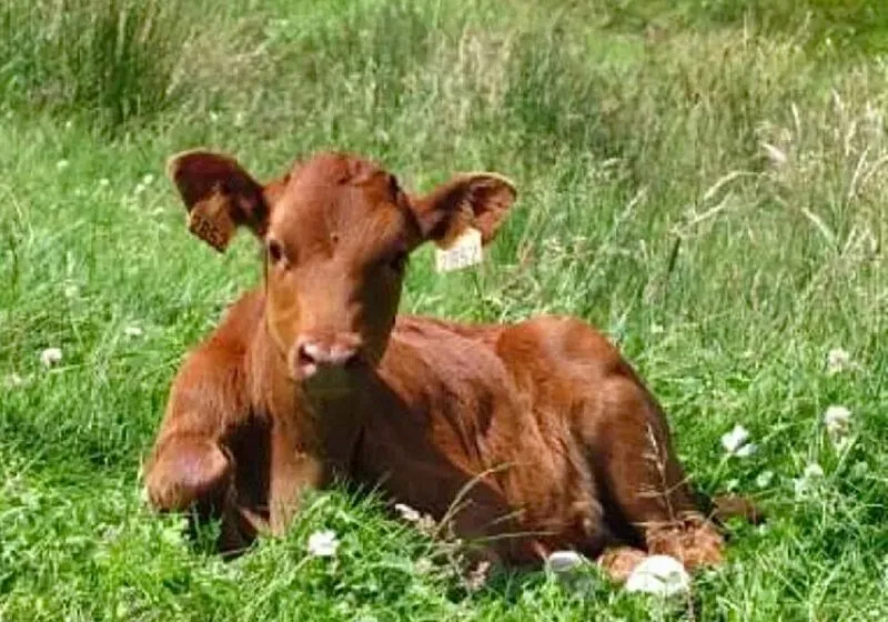  Ganadería convoca las ayudas para el fomento de las razas autóctonas con una dotación de 70.000 euros
