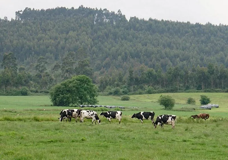 Noticias de Cantabria | El Cántabro | Entran en vigor mañana las nuevas medidas adoptadas por Desarrollo Rural para prevenir la llegada de la Dermatosis Nodular a Cantabria