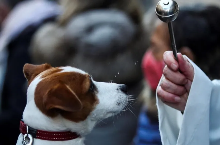 La iglesia de Santa Cruz de Bezana bendice a las mascotas en la tradicional celebración de San Antón