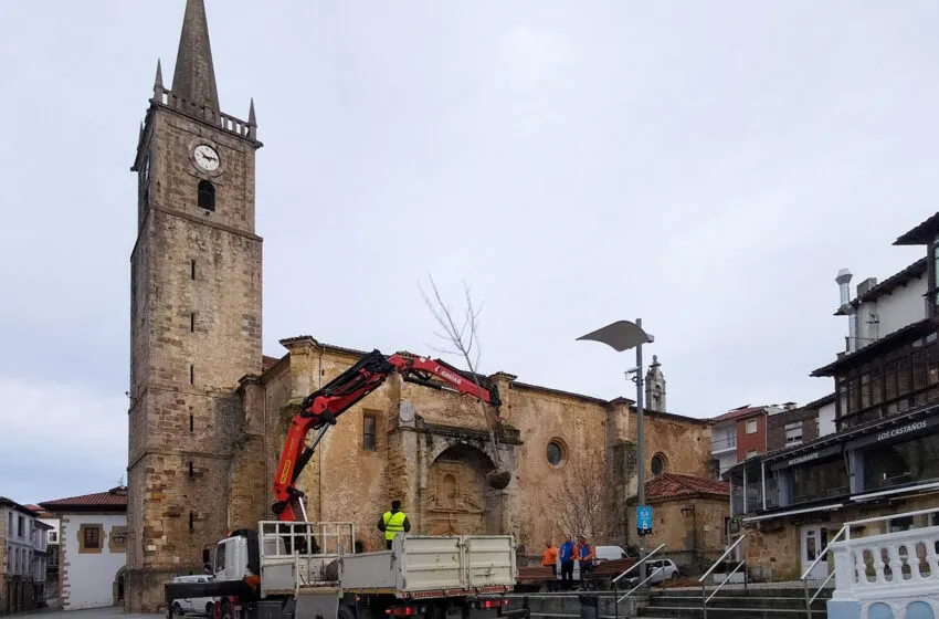  Comillas culmina la plantación de los castaños en la plaza del Corro Campíos siguiendo criterios técnicos