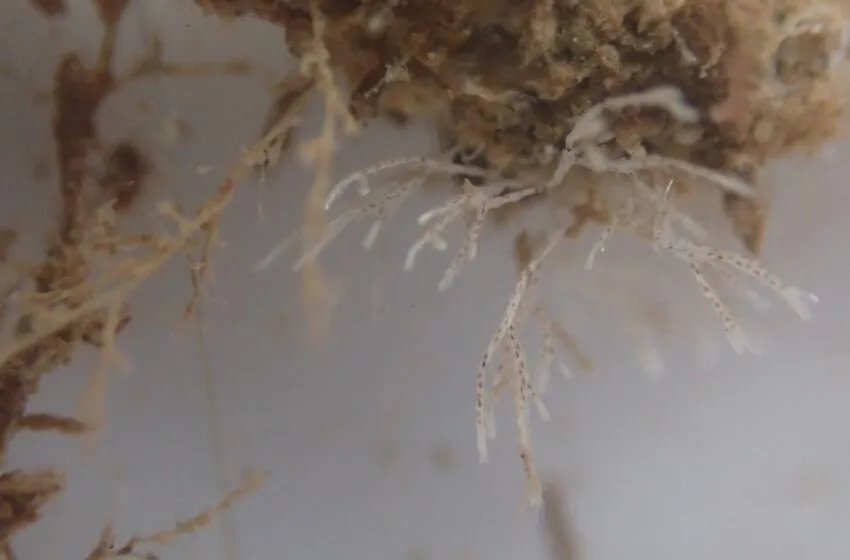  Los microarrecifes del muelle de Albareda ya atraen vida marina y confirman el éxito del proyecto piloto de la Autoridad Portuaria