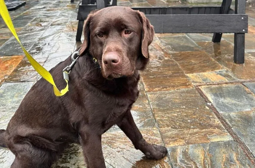  La Policía Local amplía su Unidad Canina con la incorporación de Kiara, un ejemplar de labrador especializada en detección de estupefacientes