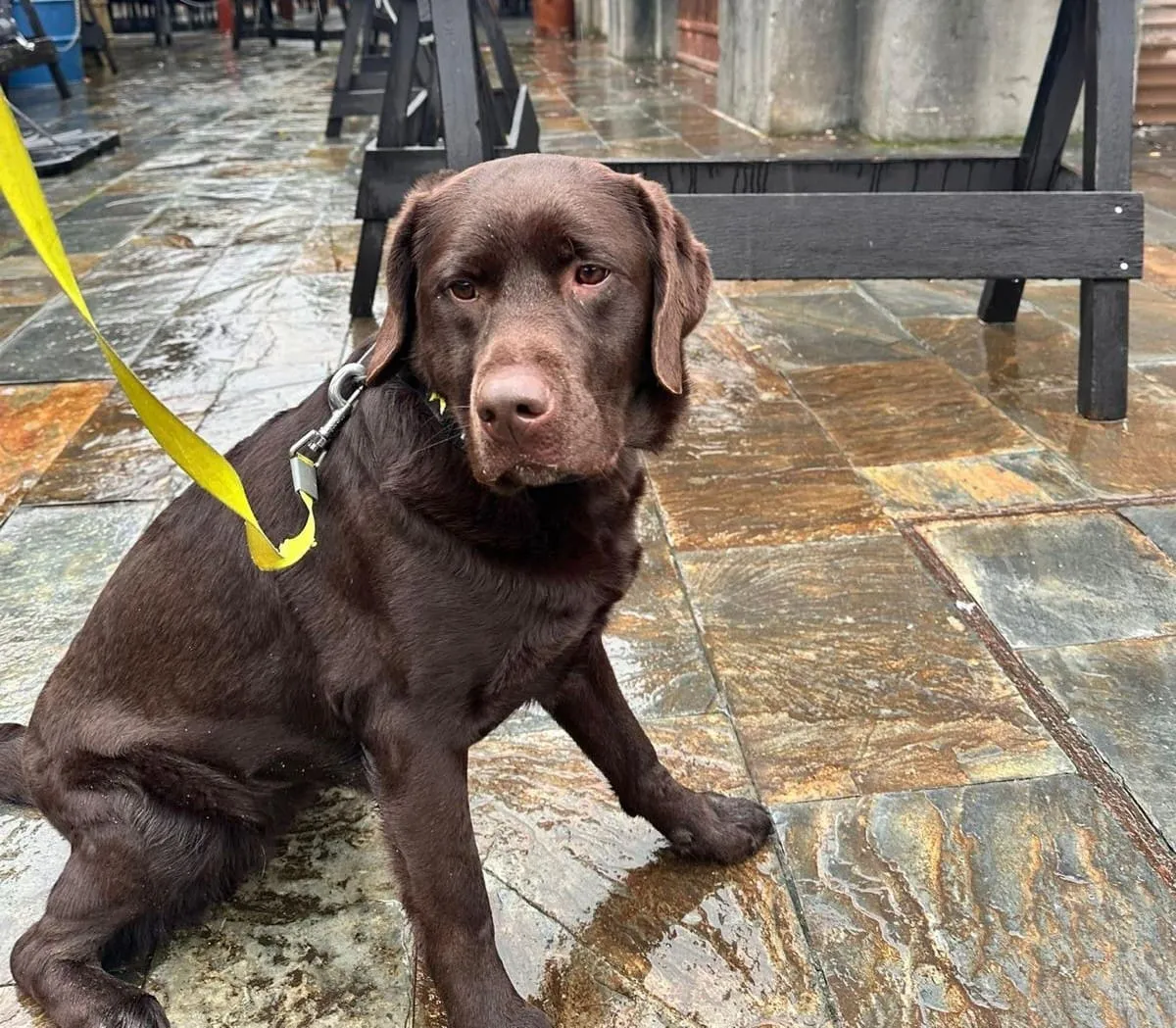La Policía Local amplía su Unidad Canina con la incorporación de Kiara, un ejemplar de labrador especializada en detección de estupefacientes