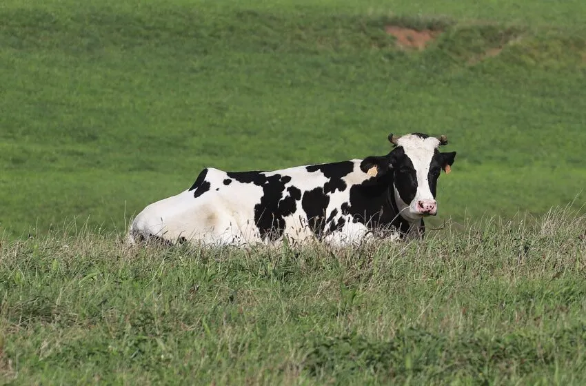  San Vicente abre el 12 de enero la campaña de saneamiento para explotaciones de bovino y caprino