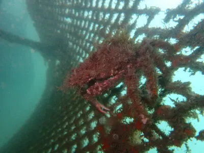 Noticias de Cantabria | El Cántabro | Los microarrecifes del muelle de Albareda ya atraen vida marina y confirman el éxito del proyecto piloto de la Autoridad Portuaria