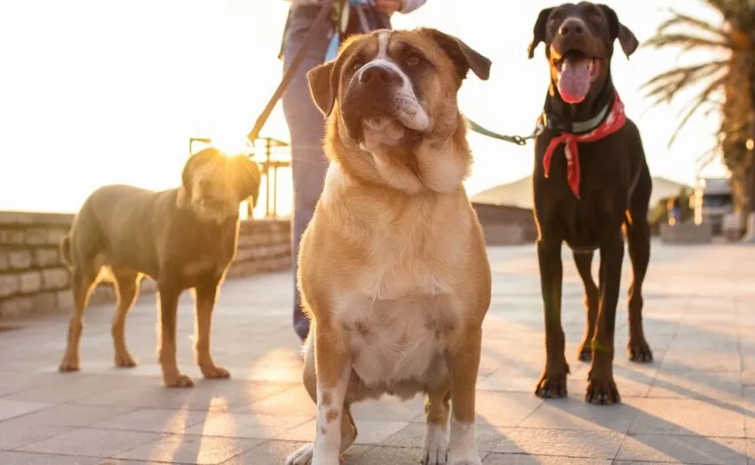  UNA NUEVA EDICIÓN DEL PASEO PERRUNO PROMUEVE LA CONVIVENCIA Y EL BIENESTAR ANIMAL