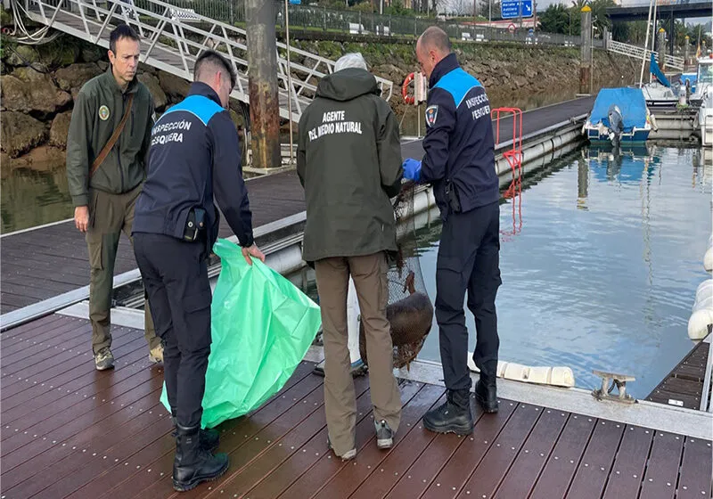 Noticias de Cantabria | El Cántabro | Agentes de Pesca del Gobierno de Cantabria hallan una nutria muerta en una trampa de pesca ilegal en la dársena de Orconera en Astillero