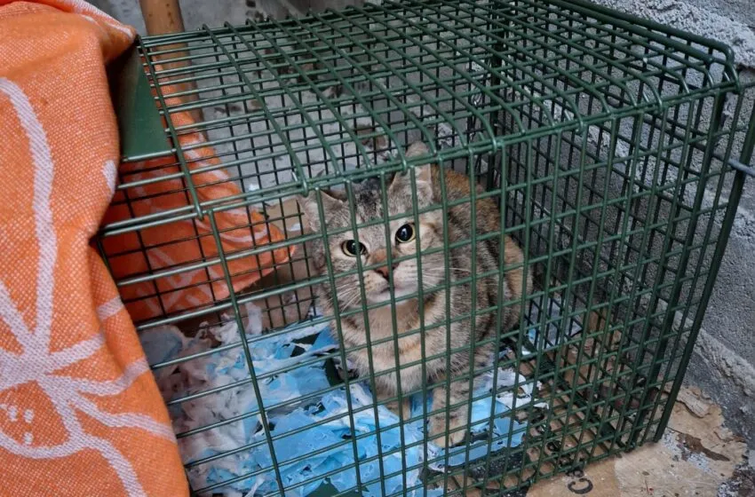 El Ayuntamiento ha esterilizado ya a cerca de un centenar de gatos