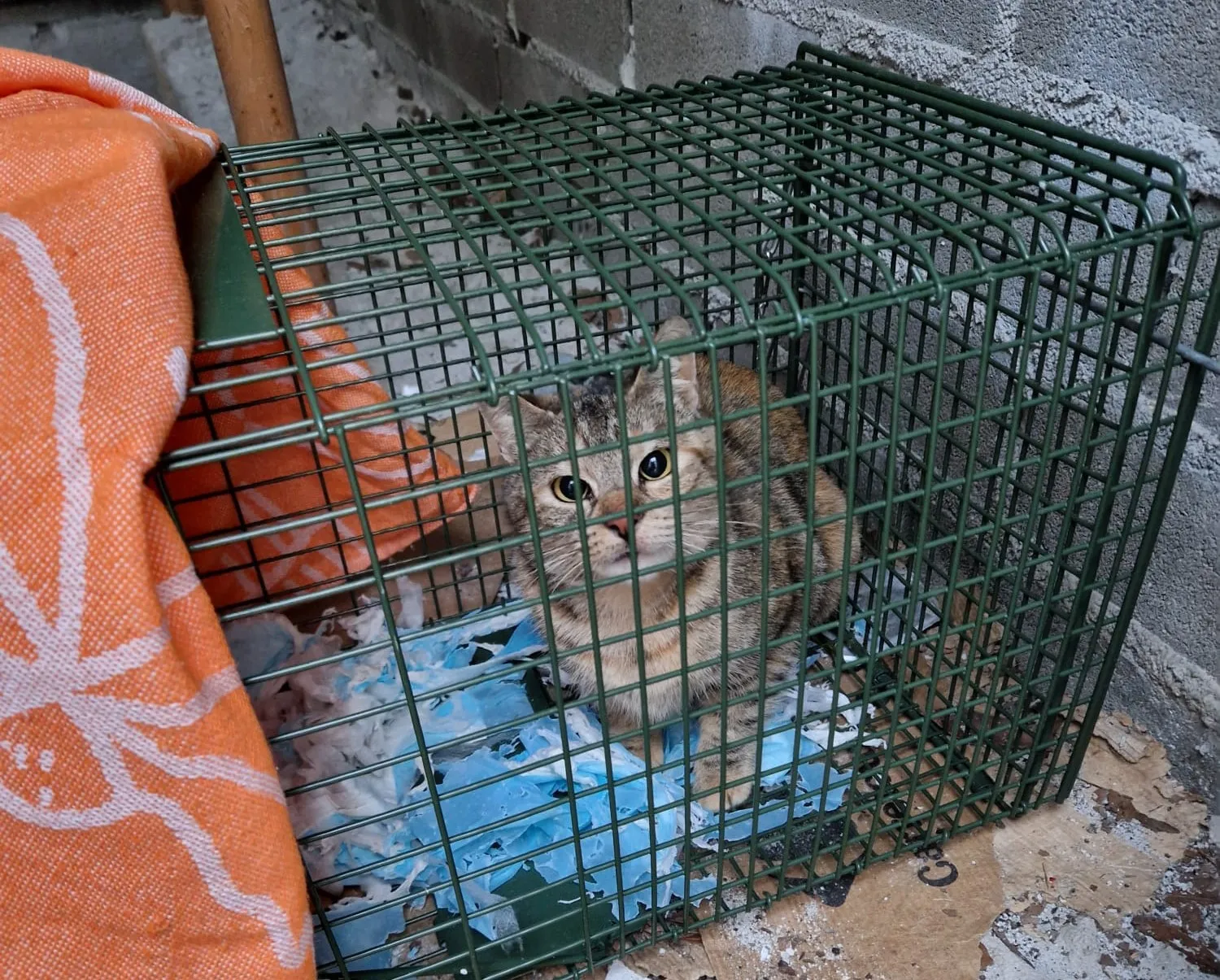 El Ayuntamiento ha esterilizado ya a cerca de un centenar de gatos