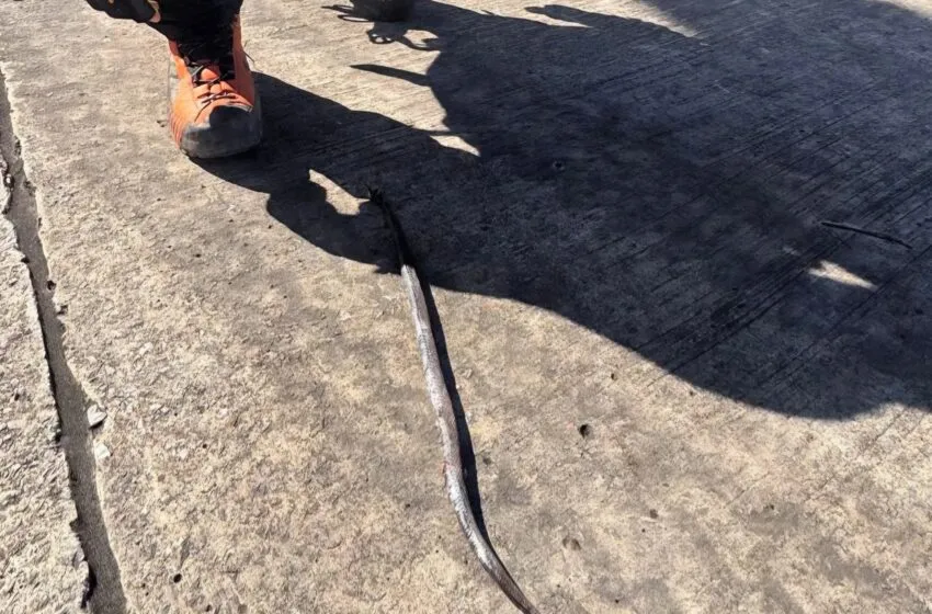  Un senderista, evacuado en estado grave tras sufrir dos mordeduras de víbora en Arredondo