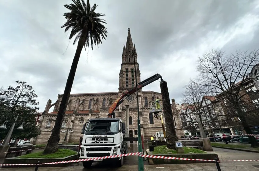  El Ayuntamiento retira por seguridad los restos de una de las palmeras de La Asunción
