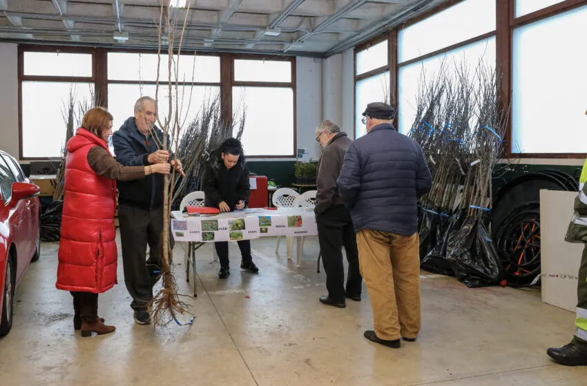  El ciruelo supera al manzano, símbolo del municipio, en la campaña de reforestación Polanco Verde