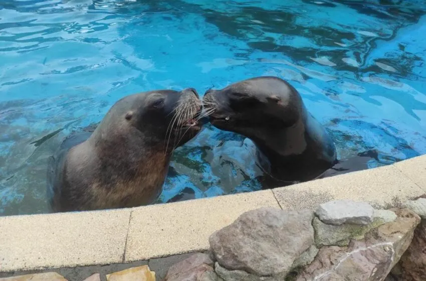 Fallece por causas naturales Pas, una de las hembras de león marino más carismáticas del Parque de la Naturaleza de Cabárceno