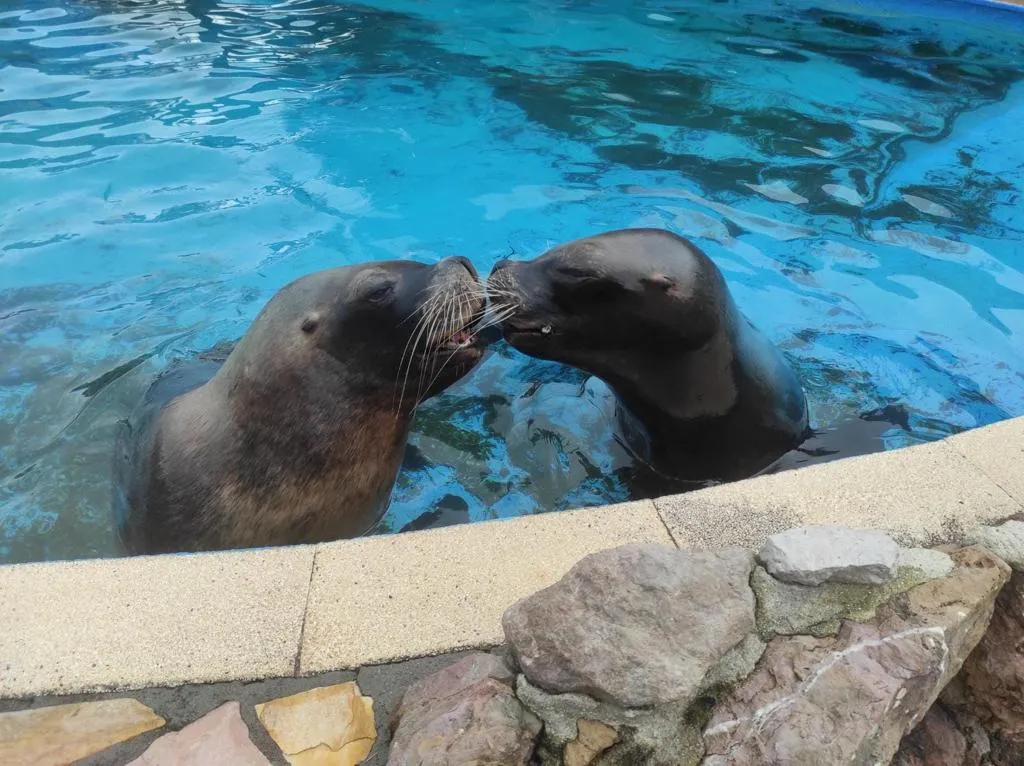 Fallece por causas naturales Pas, una de las hembras de león marino más carismáticas del Parque de la Naturaleza de Cabárceno