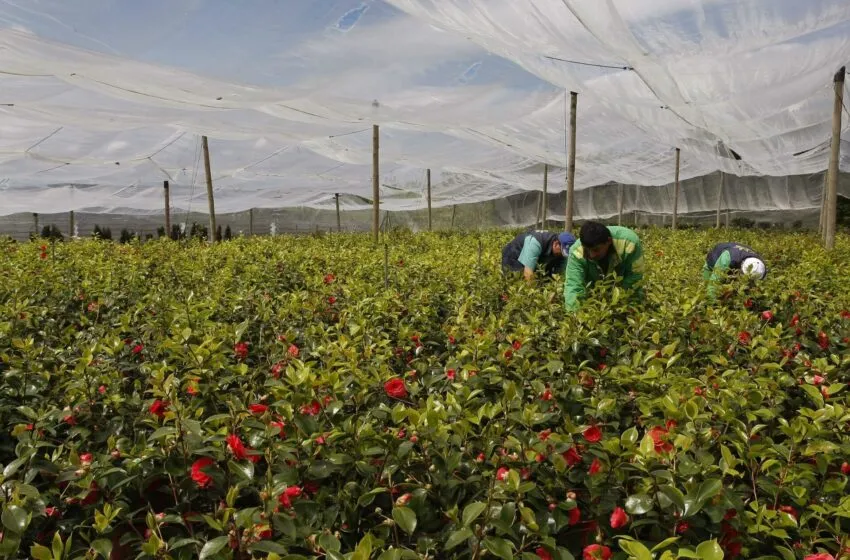 Abierto el plazo de solicitud para optar a tres plazas de operario de jardinería en el Centro Especial de empleo SERCA