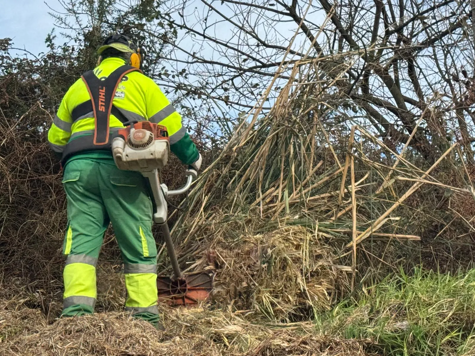 Noticias de Cantabria | El Cántabro | Inicio de la campaña de retirada de plumeros en la franja costera de Santa Cruz de Bezana
